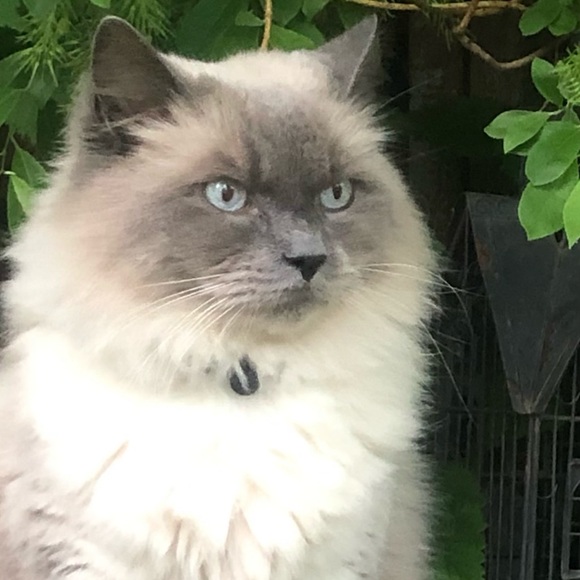 Made to Order / Customized w/Your Pets Face / Trash Bin - Picture 3 of 7